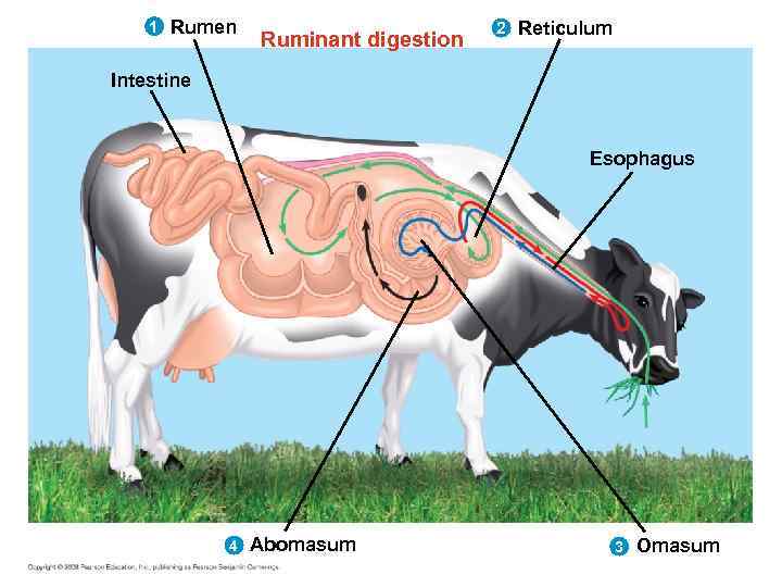 1 Rumen Ruminant digestion 2 Reticulum Intestine Esophagus 4 Abomasum 3 Omasum 