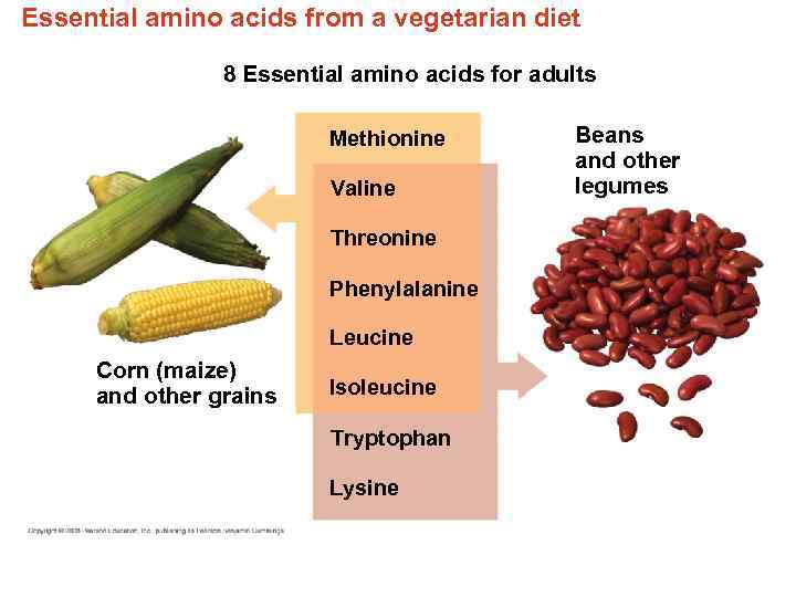 Essential amino acids from a vegetarian diet 8 Essential amino acids for adults Methionine