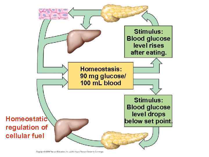 Stimulus: Blood glucose level rises after eating. Homeostasis: 90 mg glucose/ 100 m. L