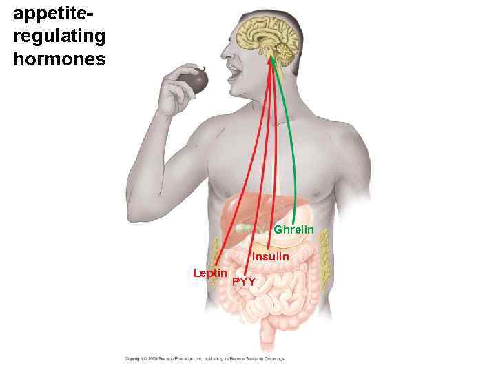 appetiteregulating hormones Ghrelin Insulin Leptin PYY 