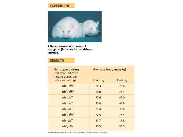 EXPERIMENT Obese mouse with mutant ob gene (left) next to wild-type mouse. RESULTS 