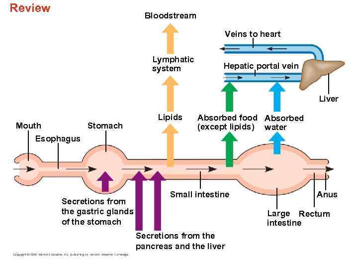 Review Bloodstream Veins to heart Lymphatic system Hepatic portal vein Liver Stomach Mouth Esophagus