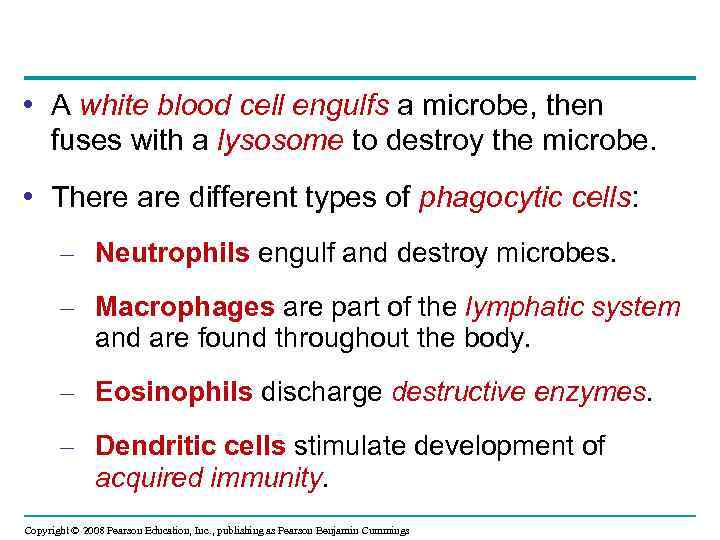  • A white blood cell engulfs a microbe, then fuses with a lysosome