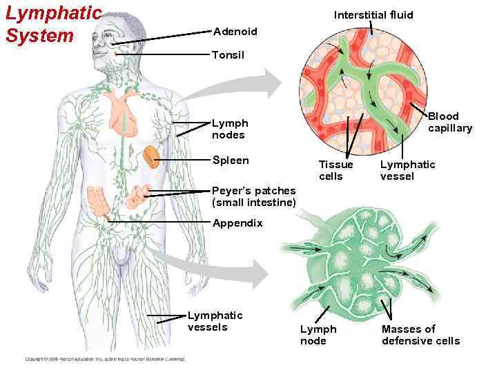 Lymphatic System Interstitial fluid Adenoid Tonsil Blood capillary Lymph nodes Spleen Tissue cells Lymphatic