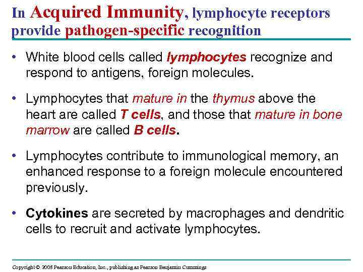 In Acquired Immunity, lymphocyte receptors provide pathogen-specific recognition • White blood cells called lymphocytes