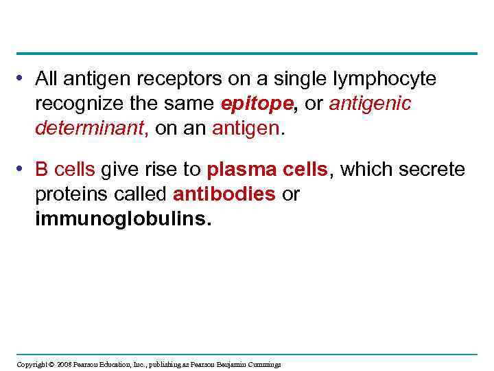  • All antigen receptors on a single lymphocyte recognize the same epitope, or