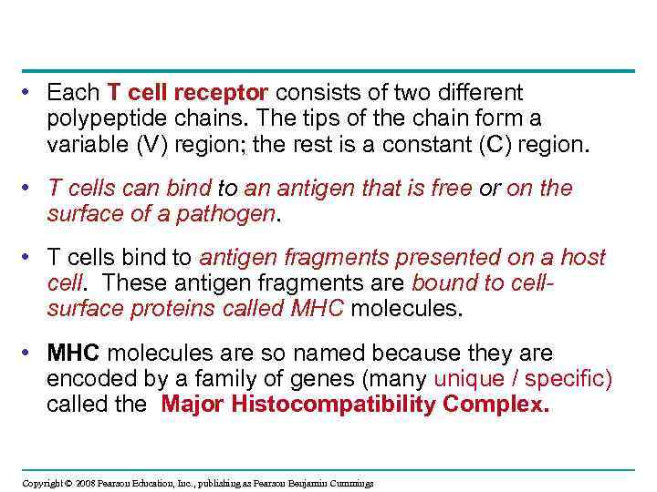  • Each T cell receptor consists of two different polypeptide chains. The tips