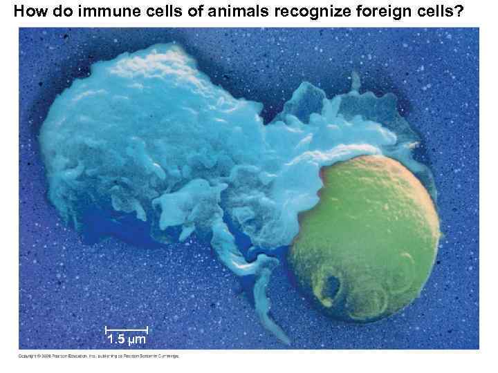 How do immune cells of animals recognize foreign cells? 1. 5 µm 