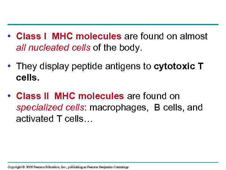  • Class I MHC molecules are found on almost all nucleated cells of