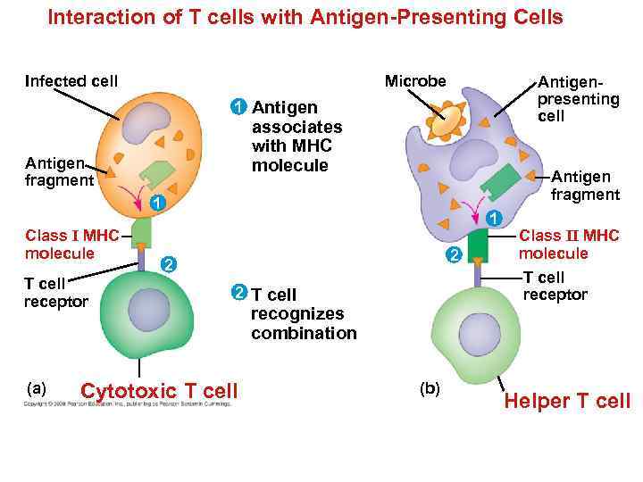 Interaction of T cells with Antigen-Presenting Cells Infected cell Microbe Antigenpresenting cell 1 Antigen