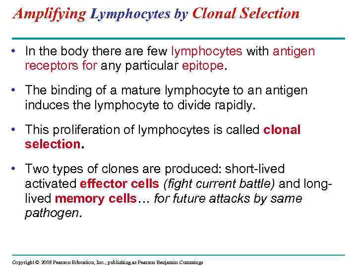 Amplifying Lymphocytes by Clonal Selection • In the body there are few lymphocytes with