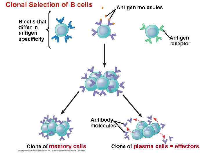 Chapter 43 The Immune System Power Point Lecture