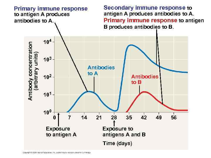 Secondary immune response to Primary immune response antigen A produces antibodies to A. Primary