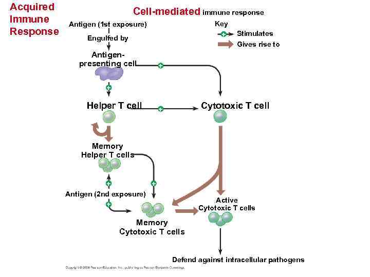 Acquired Immune Response Cell-mediated immune response Key + Antigen (1 st exposure) Engulfed by