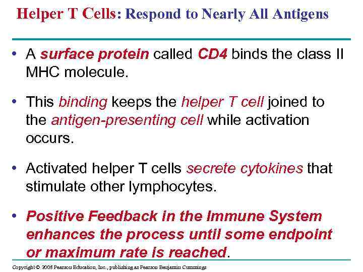 Helper T Cells: Respond to Nearly All Antigens • A surface protein called CD