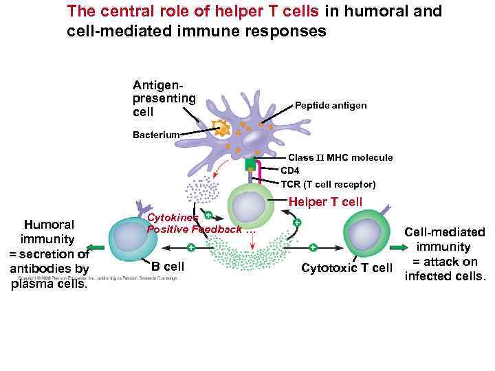 The central role of helper T cells in humoral and cell-mediated immune responses Antigenpresenting