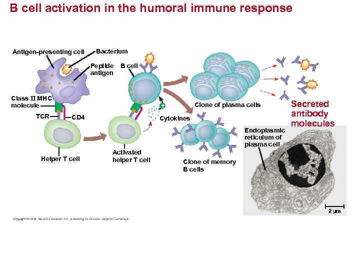 B cell activation in the humoral immune response Antigen-presenting cell Bacterium Peptide antigen B