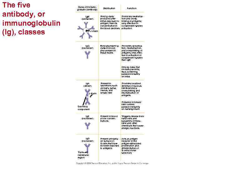 The five antibody, or immunoglobulin (Ig), classes Class of Immunoglobulin (Antibody) Ig. M (pentamer)