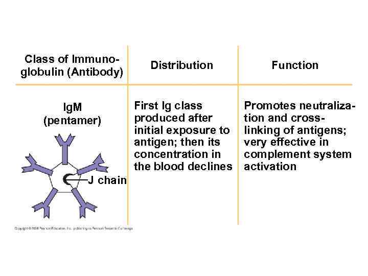 Class of Immunoglobulin (Antibody) Ig. M (pentamer) J chain Distribution First Ig class produced