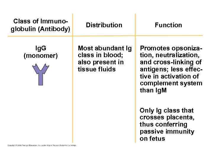 Class of Immunoglobulin (Antibody) Ig. G (monomer) Distribution Most abundant Ig class in blood;