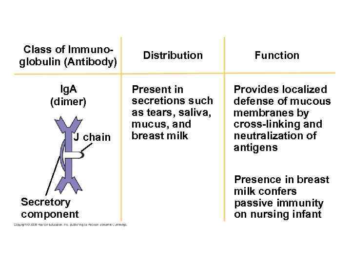 Class of Immunoglobulin (Antibody) Ig. A (dimer) J chain Secretory component Distribution Present in