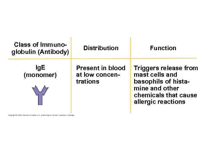 Class of Immunoglobulin (Antibody) Ig. E (monomer) Distribution Present in blood at low concentrations