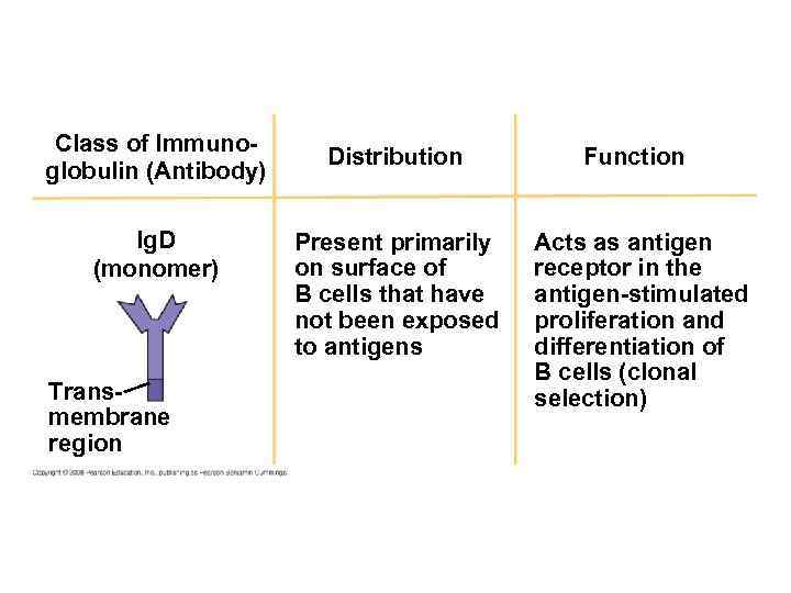 Class of Immunoglobulin (Antibody) Ig. D (monomer) Transmembrane region Distribution Present primarily on surface