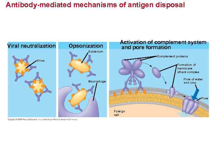 Antibody-mediated mechanisms of antigen disposal Viral neutralization Opsonization Bacterium Activation of complement system and