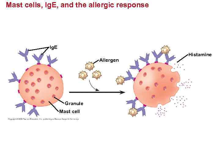 Mast cells, Ig. E, and the allergic response Ig. E Allergen Granule Mast cell