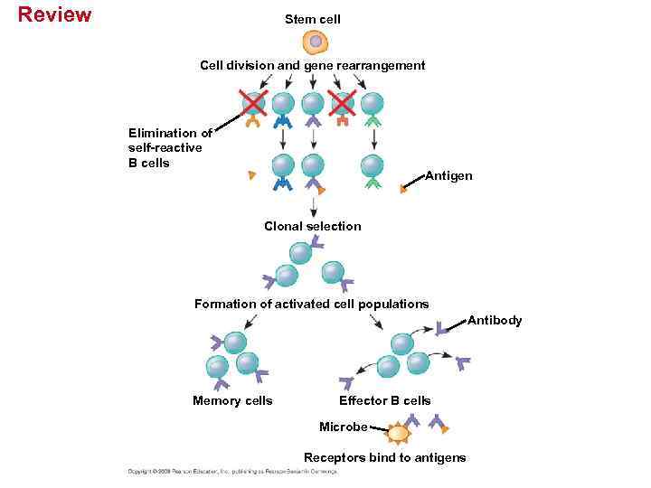 Review Stem cell Cell division and gene rearrangement Elimination of self-reactive B cells Antigen