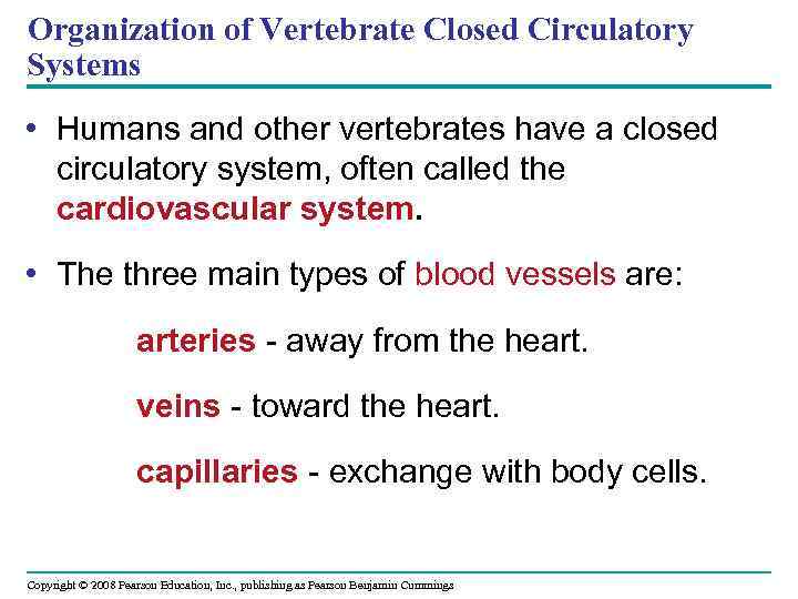 Organization of Vertebrate Closed Circulatory Systems • Humans and other vertebrates have a closed