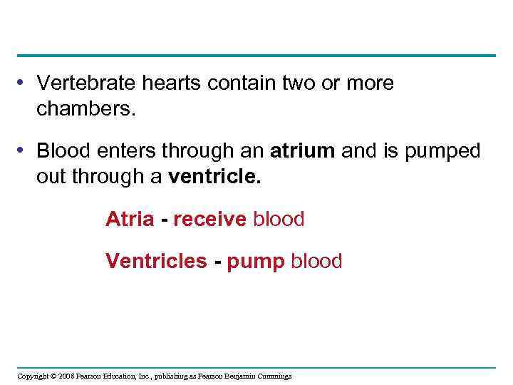 • Vertebrate hearts contain two or more chambers. • Blood enters through an