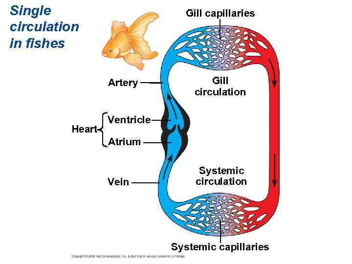Single circulation in fishes Gill capillaries Artery Heart Gill circulation Ventricle Atrium Vein Systemic