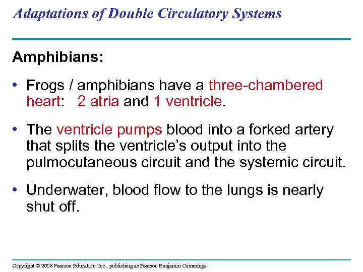 Adaptations of Double Circulatory Systems Amphibians: • Frogs / amphibians have a three-chambered heart: