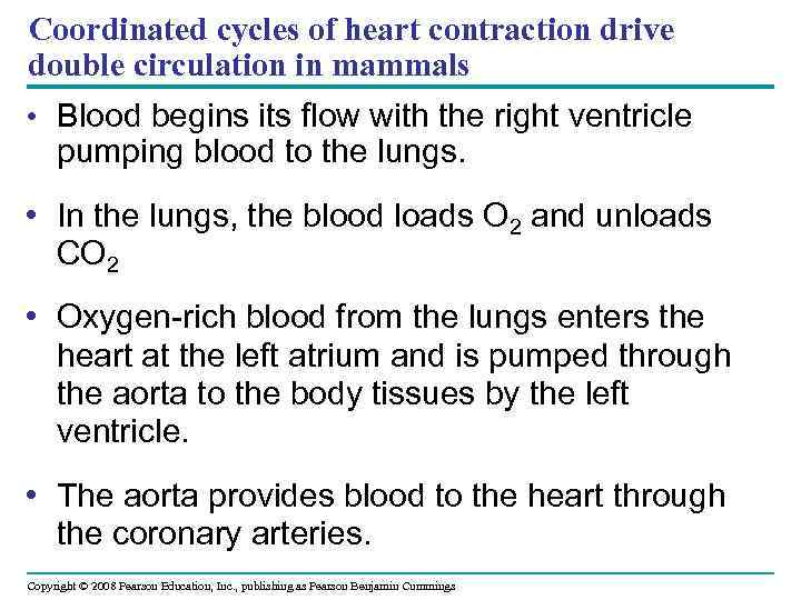Coordinated cycles of heart contraction drive double circulation in mammals • Blood begins its