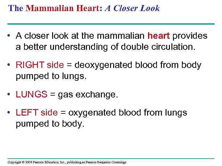The Mammalian Heart: A Closer Look • A closer look at the mammalian heart
