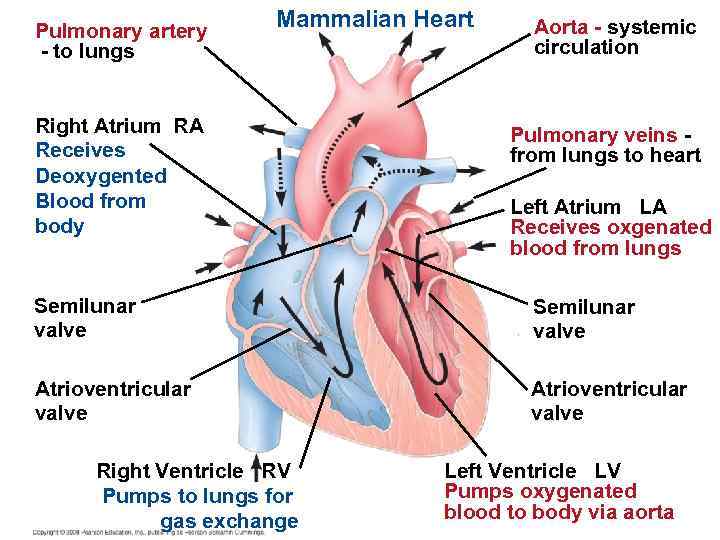 Pulmonary artery - to lungs Mammalian Heart Right Atrium RA Receives Deoxygented Blood from