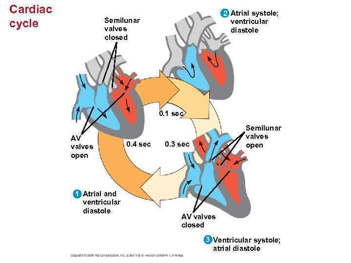 Cardiac cycle 2 Atrial systole; ventricular diastole Semilunar valves closed 0. 1 sec AV