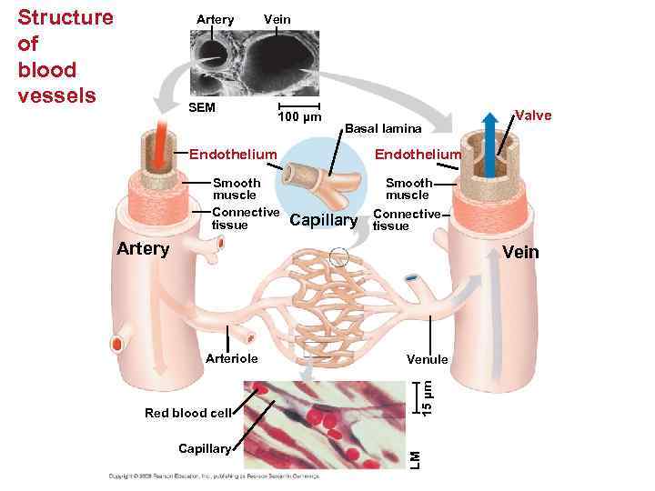 Structure of blood vessels Artery Vein SEM 100 µm Basal lamina Endothelium Smooth muscle