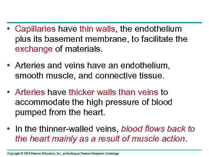  • Capillaries have thin walls, the endothelium plus its basement membrane, to facilitate
