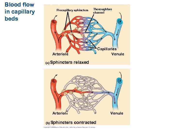 Blood flow in capillary beds Precapillary sphincters Thoroughfare channel Capillaries Venule Arteriole (a) Sphincters