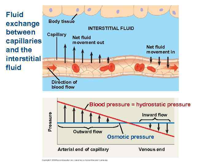 Body tissue INTERSTITIAL FLUID Capillary Net fluid movement out Net fluid movement in Direction