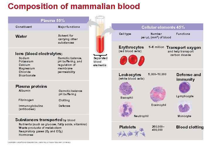 Composition of mammalian blood Plasma 55% Constituent Water Cellular elements 45% Major functions Solvent