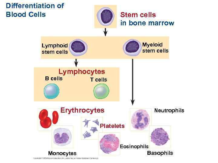 Differentiation of Blood Cells Stem cells in bone marrow Myeloid stem cells Lymphocytes B