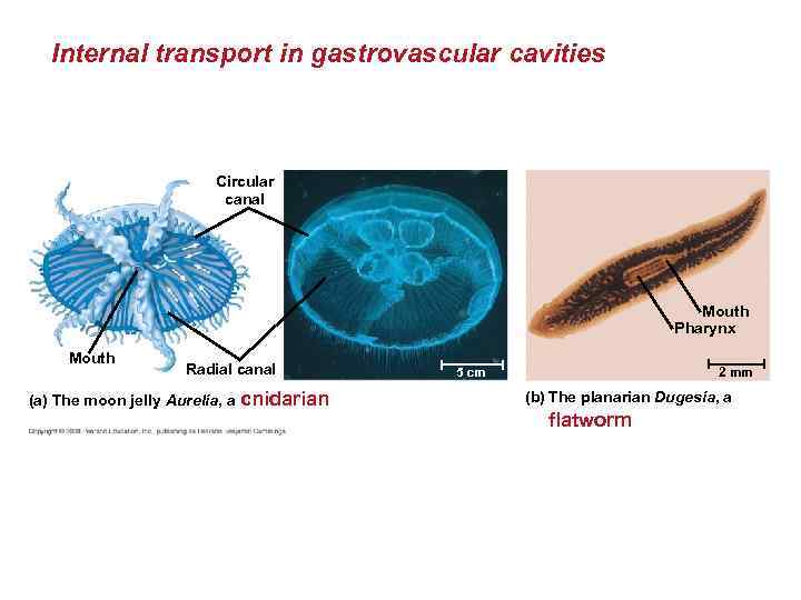 Internal transport in gastrovascular cavities Circular canal Mouth Pharynx Mouth Radial canal (a) The