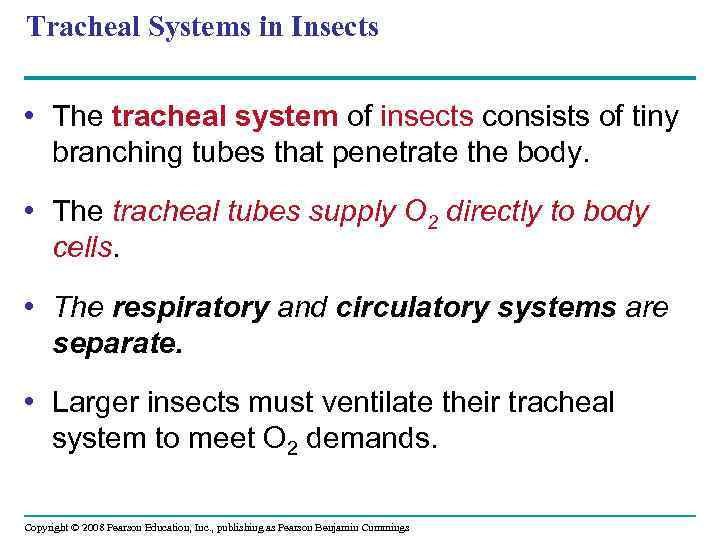 Tracheal Systems in Insects • The tracheal system of insects consists of tiny branching