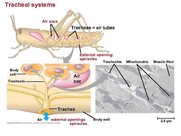 Tracheal systems Air sacs Tracheae = air tubes External opening: spiracles Tracheoles Body cell