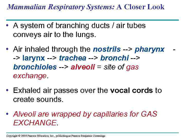 Mammalian Respiratory Systems: A Closer Look • A system of branching ducts / air