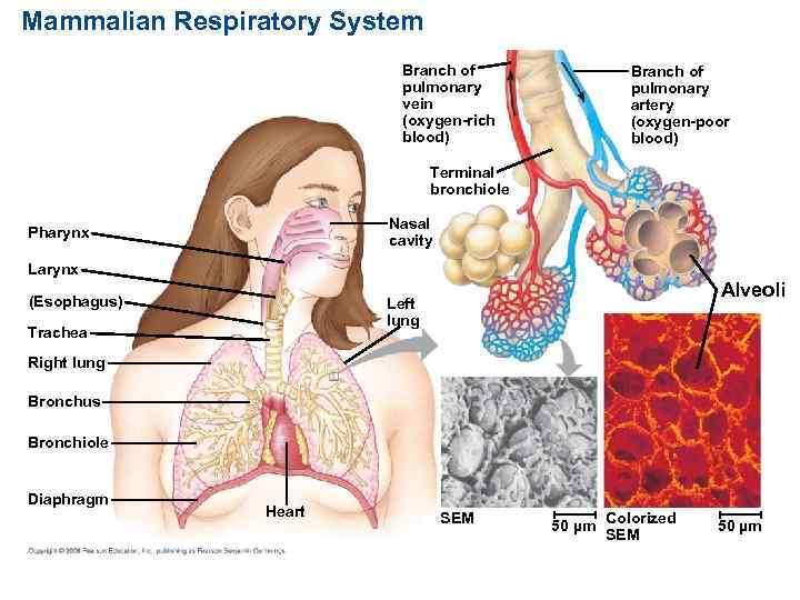 Mammalian Respiratory System Branch of pulmonary vein (oxygen-rich blood) Branch of pulmonary artery (oxygen-poor