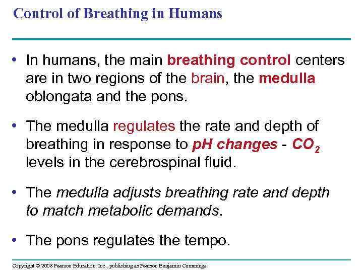Control of Breathing in Humans • In humans, the main breathing control centers are